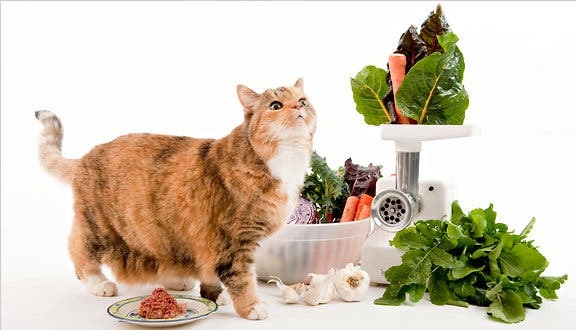 People Foods Your Cat Can Eat: Pictures