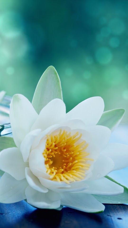 White Lotus Flower Galaxy Note HD Wallpaper