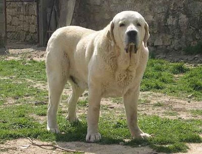 El mastín español, todo un bonachón | Perros Fotogénicos