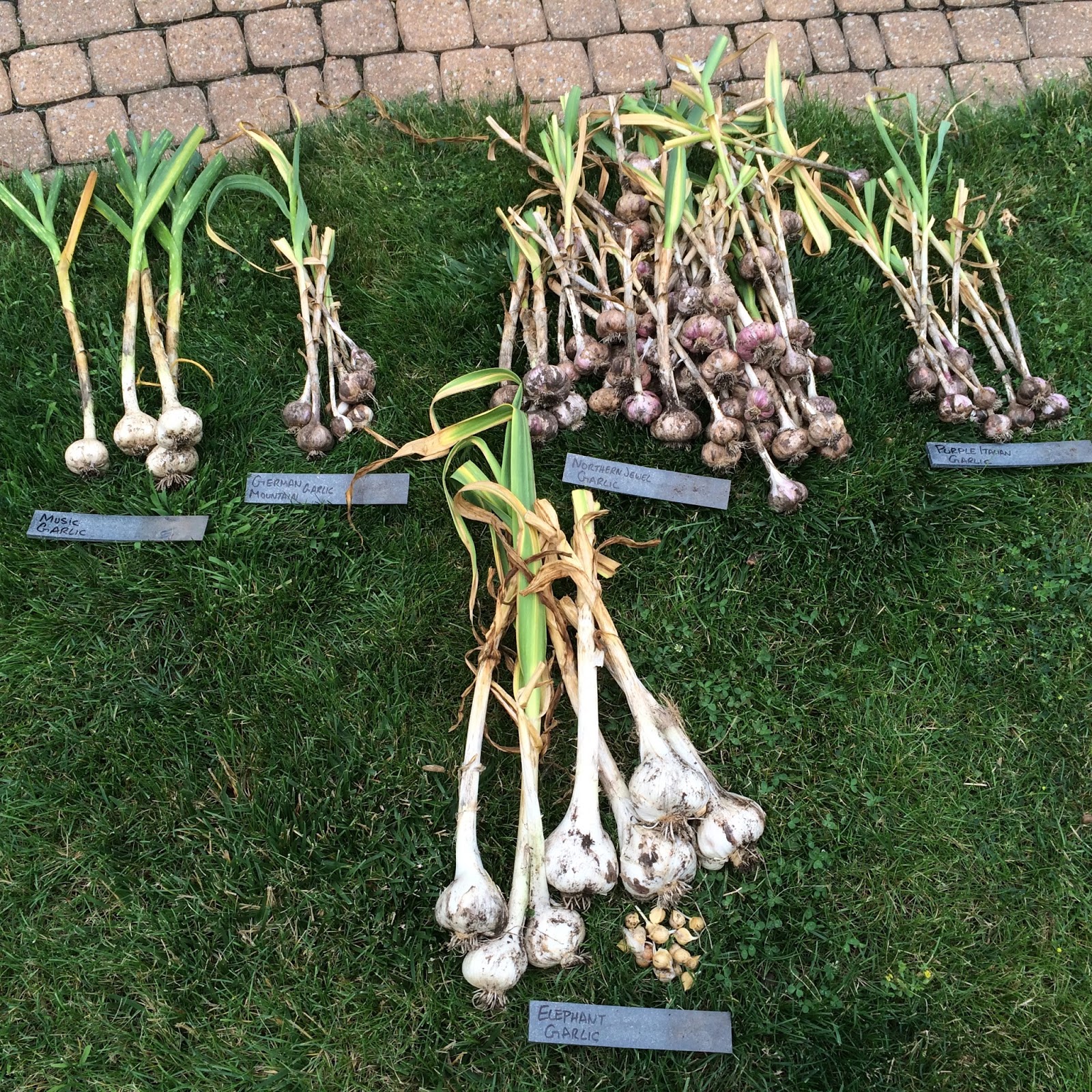 Featured image of post Easiest Way to Make How To String Garlic Together