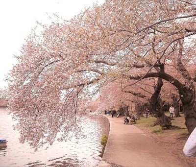 Cherry Blossoms Washington DC