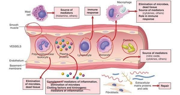 Inflammation and Events of acute inflammation Inflammation is a process by which the body's white blood cells and substances they produce protect us from infection with foreign organisms, such as bacteria and viruses