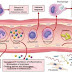 Inflammation and Events of acute inflammation