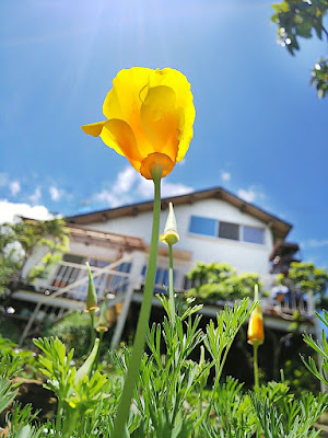 California poppy. フランスから届いたカリフォルニアポーピーの種は日本で発芽し美しく咲いている。