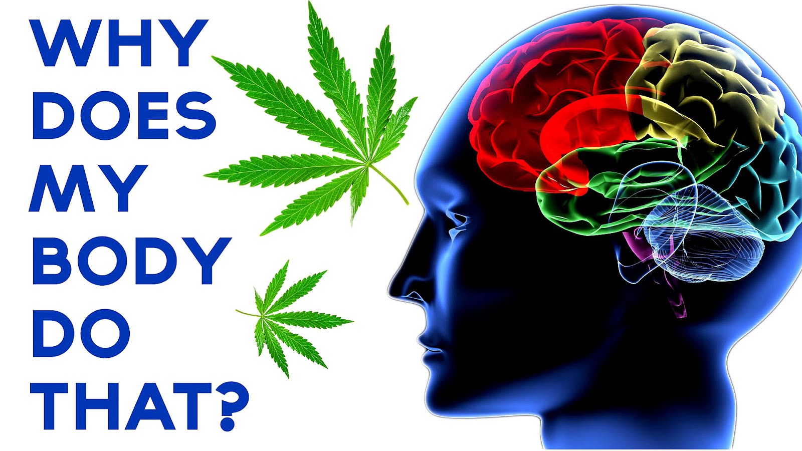Cannabis Effects On The Body Effect Choices