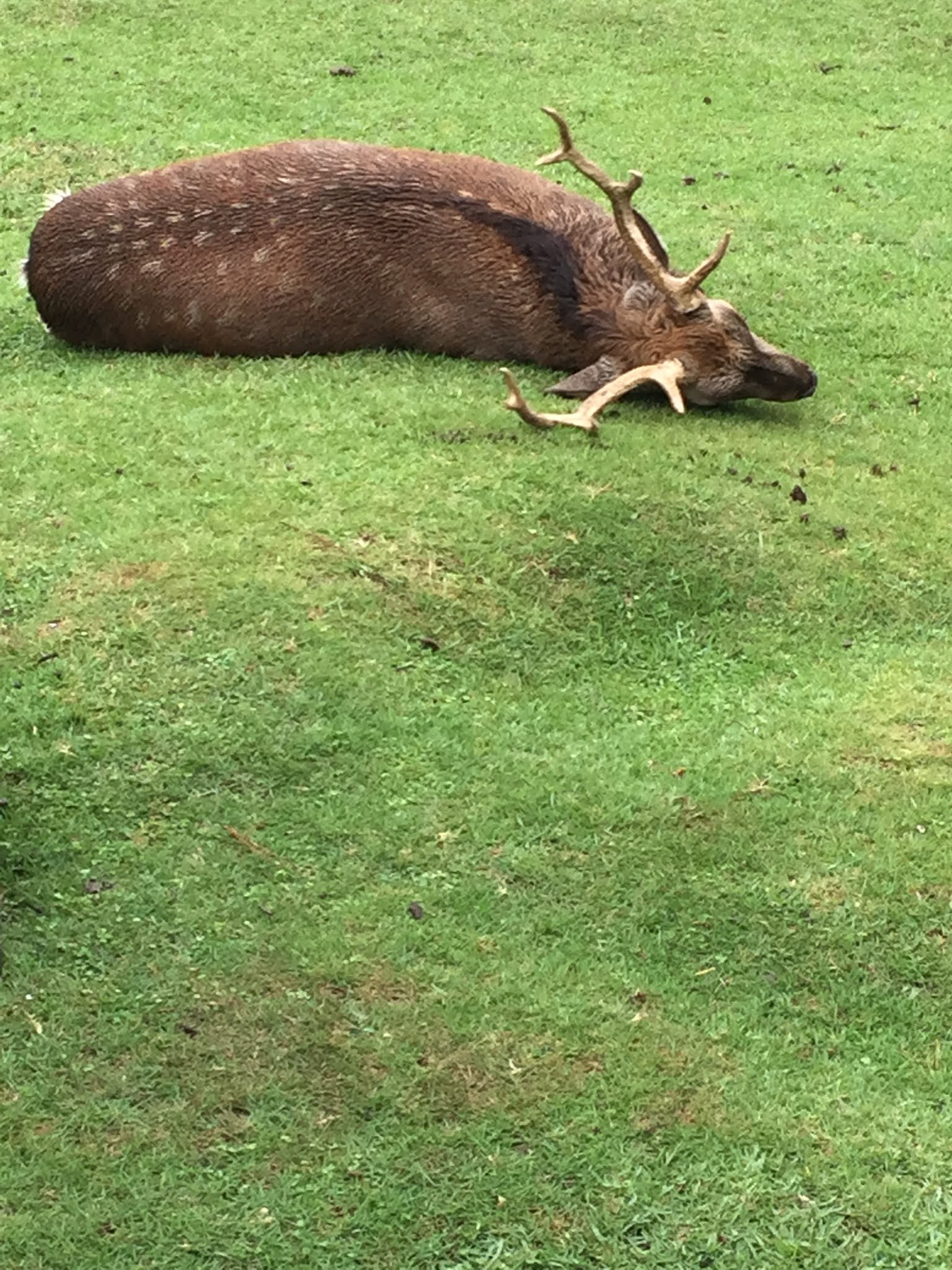 DearJindagi.com: Nara deer park