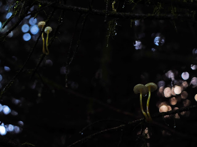 Fungi and moss growing on tree branches inside a forest with bokeh.