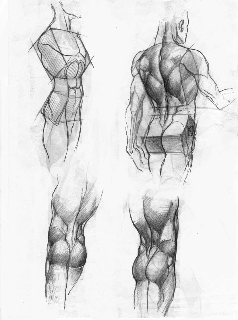 Красивые рисунки тела. Тело для рисования. Анатомия для рисования. Тело карандашом. Анатомия тела для рисования.