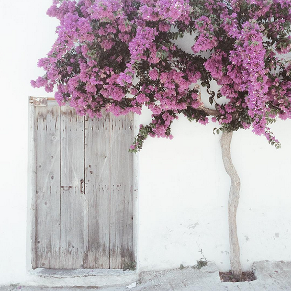 Bougainvillea minimalism #crete by My Paradissi