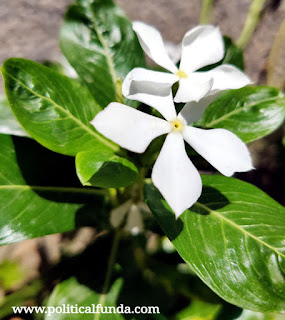 White Sadabahar (Catharanthus Roseus) hd image download