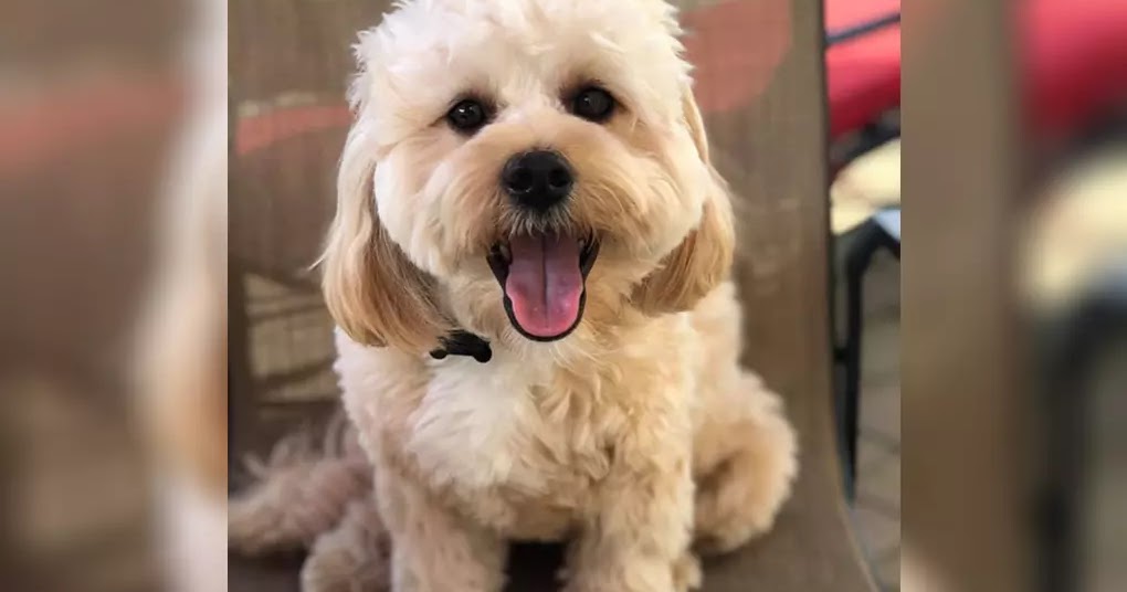 10 Best Hybrid Dog Breeds That Don't Shed The Buzz Land