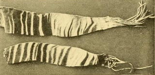Sir Harry Johnston tarafından eve gönderilen bir okapi derisinin çizgili kısmından kesilen şeritler, okapi'nin Avrupa'da varlığının ilk kanıtıydı