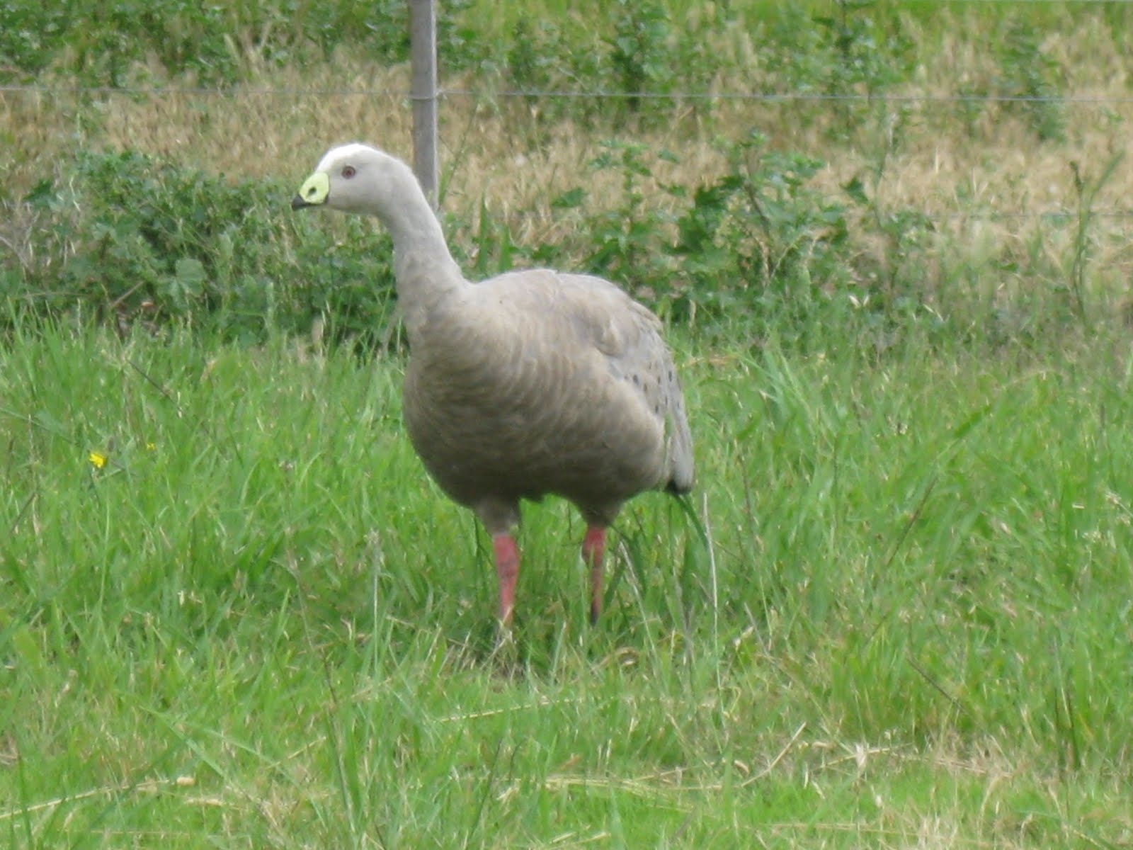 Robin's Double Life Gravel eating geese Phillip Island