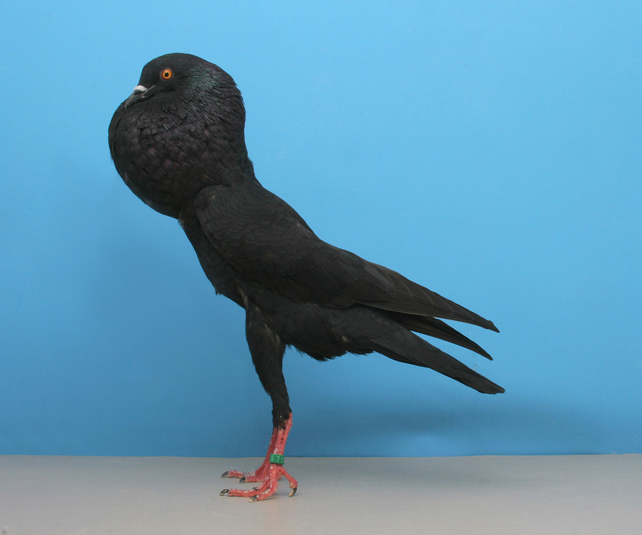 Brunner Pouter pigeons ( Brnenski volác ) Pigeons fall