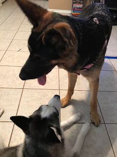 Luna the husky with Annie the German shepherd!
