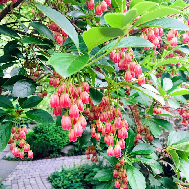 Future Plants By Randy Stewart Enkianthus