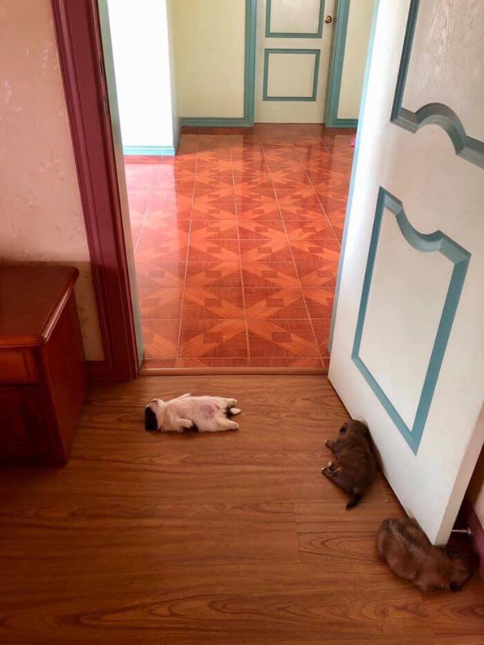 30 Hilariously Adorably Pictures Of Puppy Sleeping As If She Was 'Turned Off' 30 Hilariously Adorably Pictures Of Puppy Sleeping As If She Was 'Turned Off'