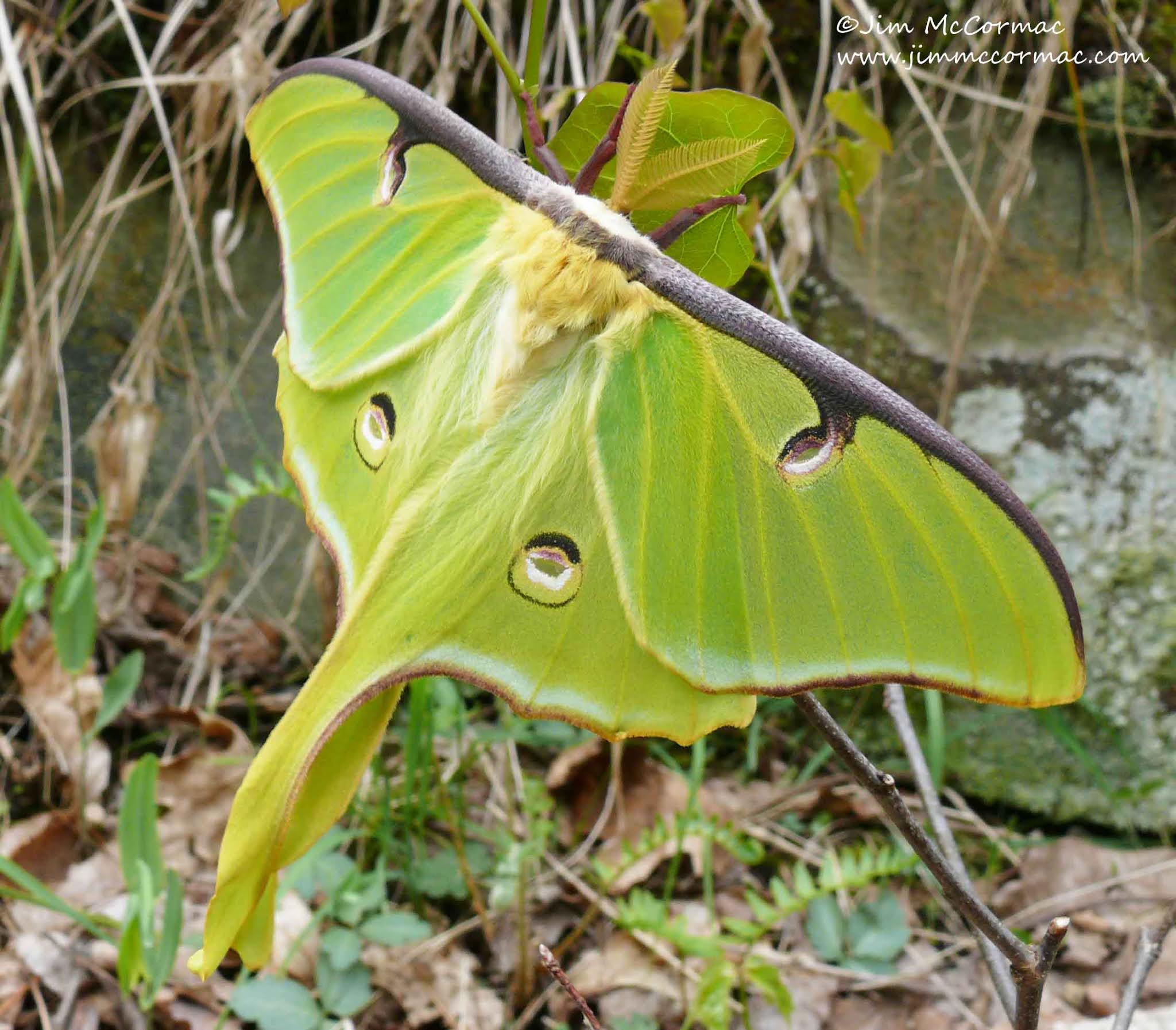 Ohio Birds and Biodiversity Luna Moths and their interesting tails
