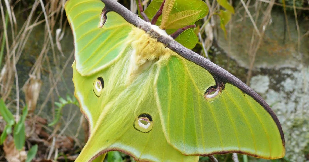 Ohio Birds and Biodiversity Luna Moths and their interesting tails