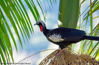 O Projeto Jacutinga visa reintroduzir a ave Jacutinga nas áreas do Parque Estadual da Serra do Mar e da Serra da Mantiqueira. Foto: Marcos Silva/Facebook Save Brasil. Jacutinga, aburria, projeto jacutinga, Black-fronted Piping-Guan, save brasil, Aburria jacutinga, fotos jacutinga, fotos de aves, fotos de pássaros, aves ameaçadas de extinção, mata atlântica, birds, birding, Birdwatching, animal, aves do Brasil, avistar São Paulo
