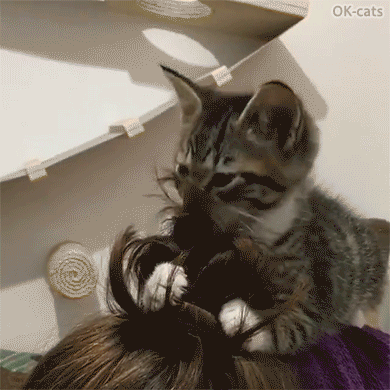 Funny Kitten GIF • Kitty vs. Mom's hair Let me fix your hair Mom, it looks like crap Funny Kitten GIF • Kitty vs. Mom's hair Let me fix your hair Mom, it looks like crap