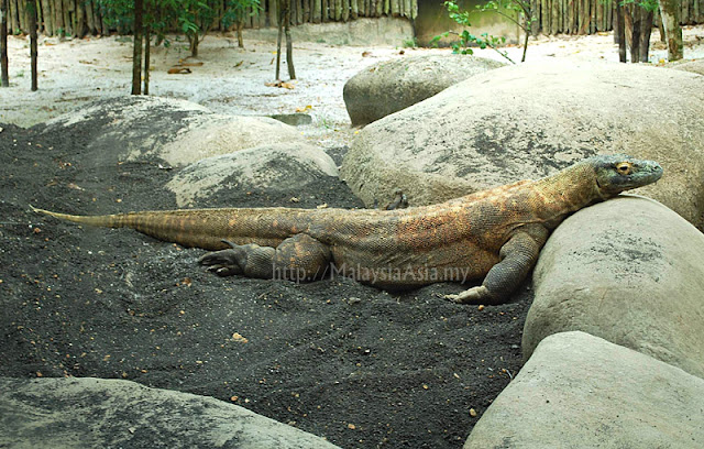 Singapore Zoo Review