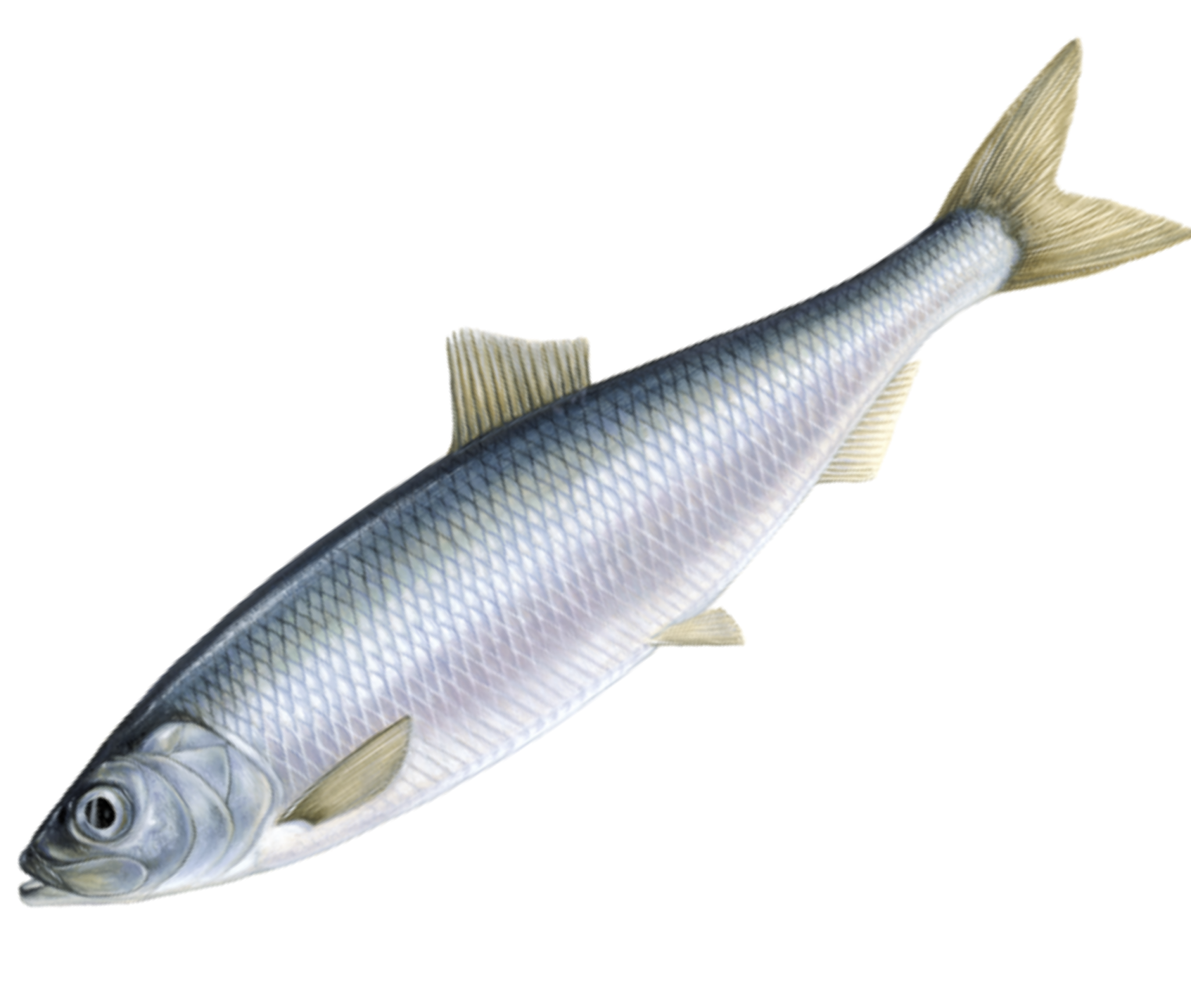 Nutritional Data at a Glance Seafood Hannah Ra