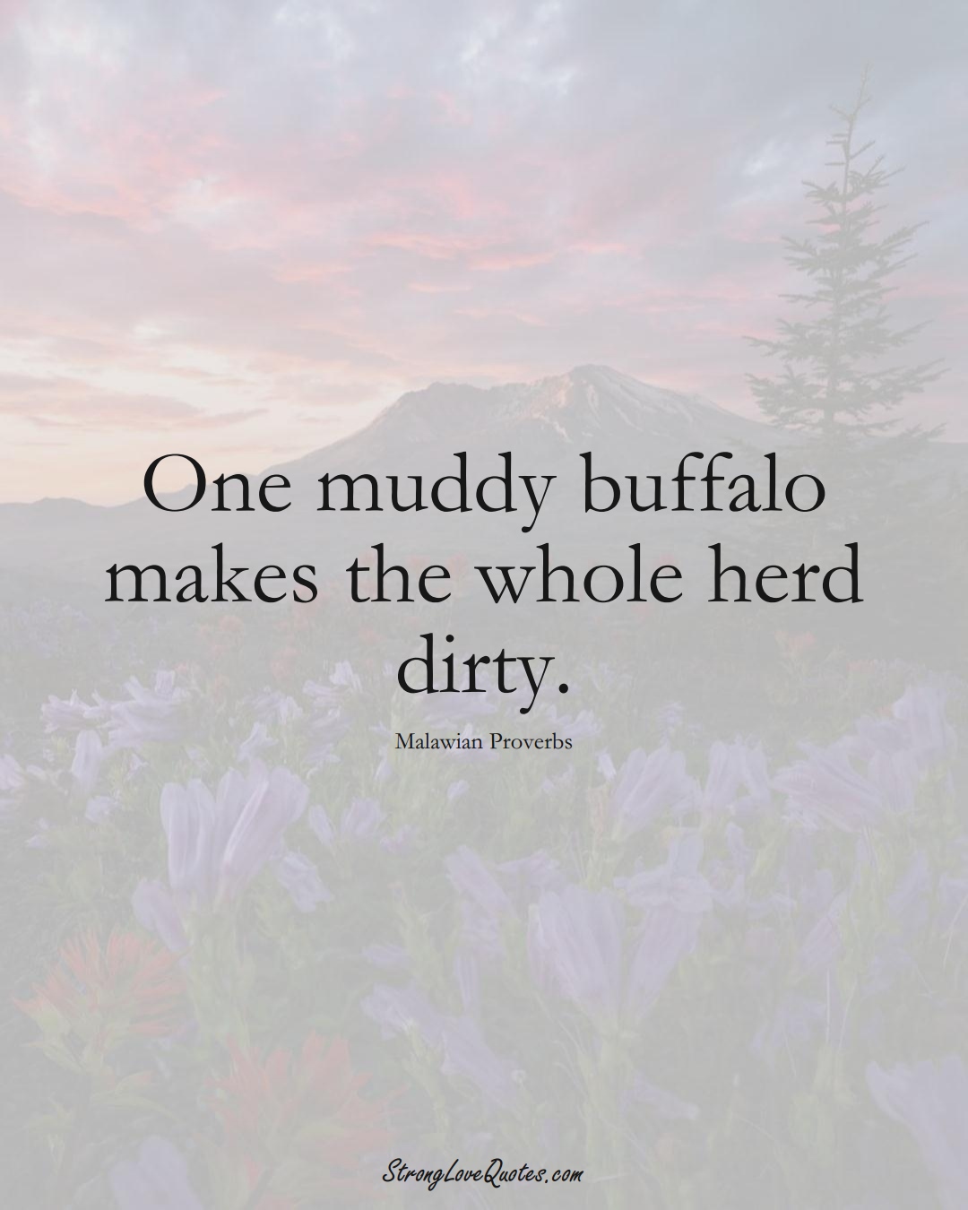 One muddy buffalo makes the whole herd dirty. (Malawian Sayings);  #AfricanSayings