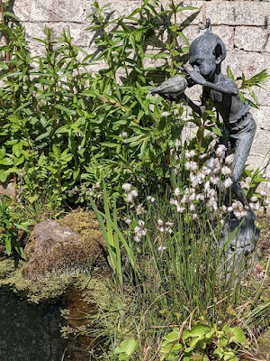 Eriphorum angustifolium in the pond