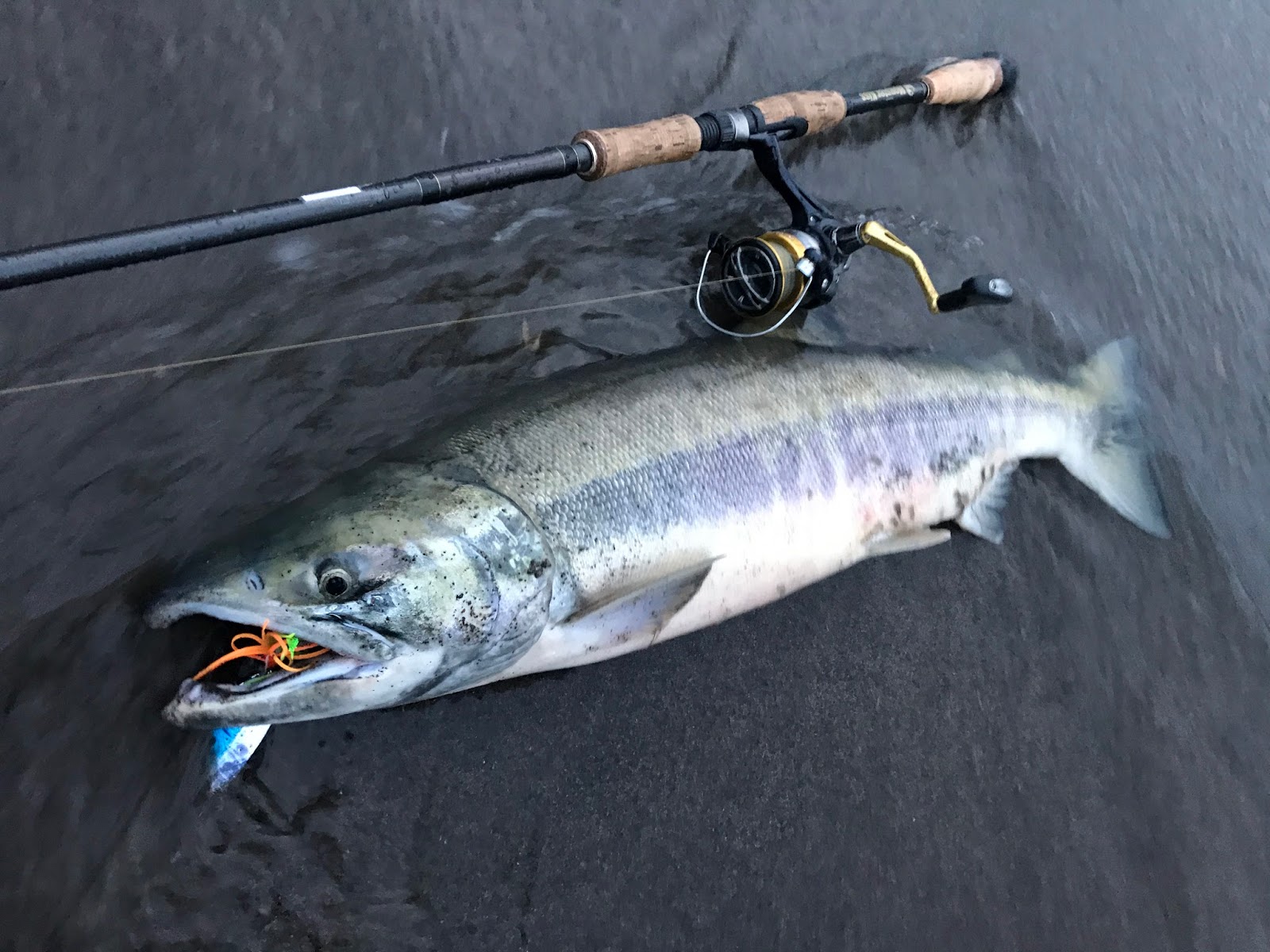 怪魚と世界の旅ノート アキアジ２０１７ その６