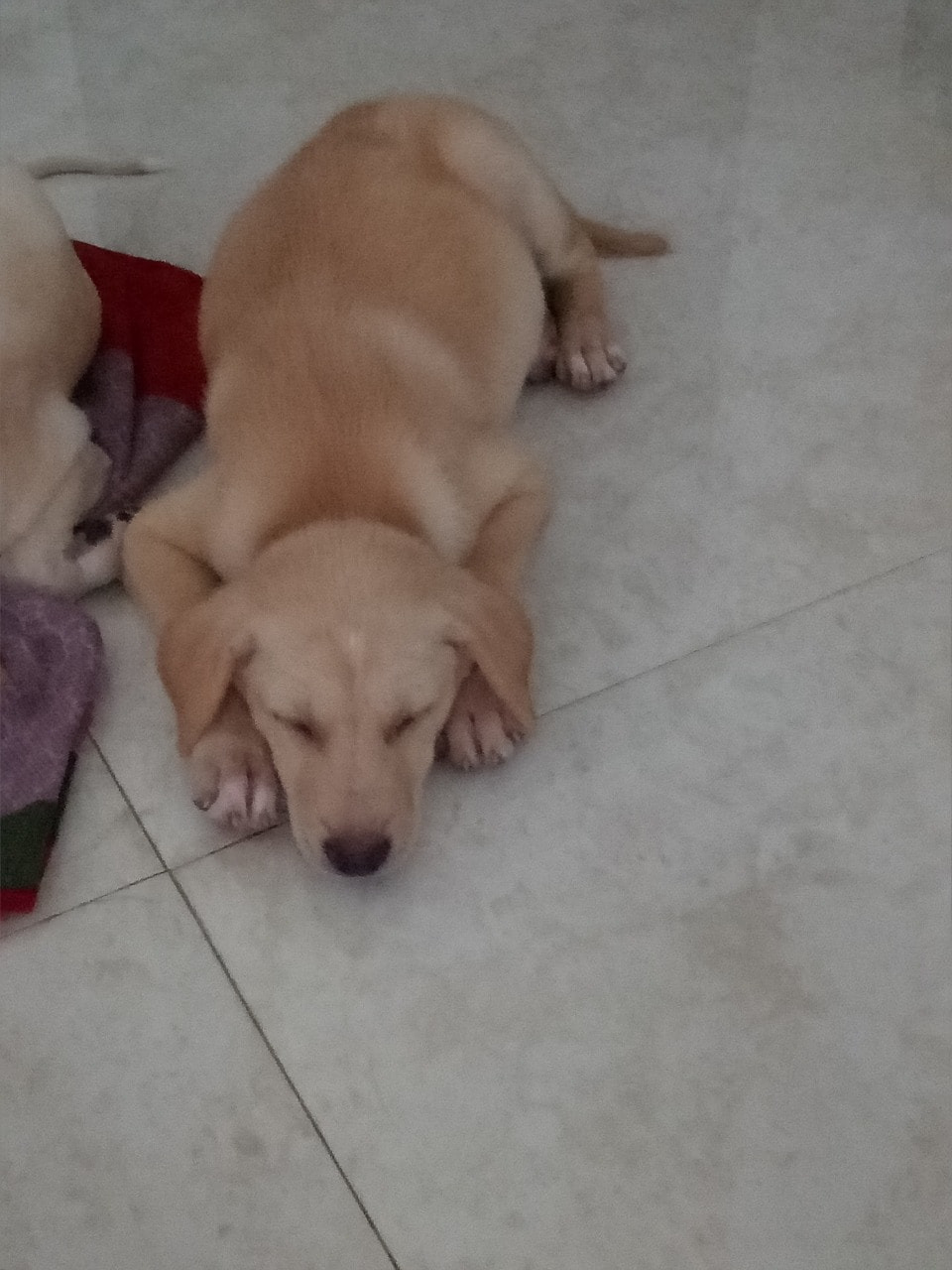 Golden Retriever Mix For Adoption Adopt a Pet, Missing Pet, Donate