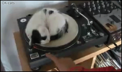 Amazing Kitten • Napping kitten is napping hard. Zero fucks given to human pranks... Amazing Kitten • Napping kitten is napping hard. Zero fucks given to human pranks...