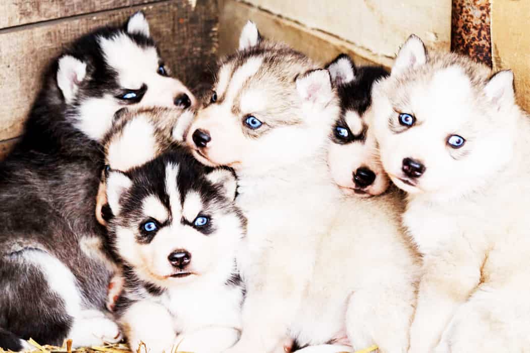 Son Buenos Los Cachorros De Husky Con Los Niños?