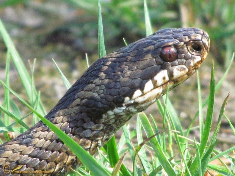 Klinkertjes Blogspot Tijd voor Pearl (deel 2) of een addertje onder het gras.