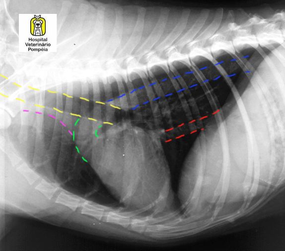 Radiodiagnóstico Veterinário Anatomia radiográfica do tórax