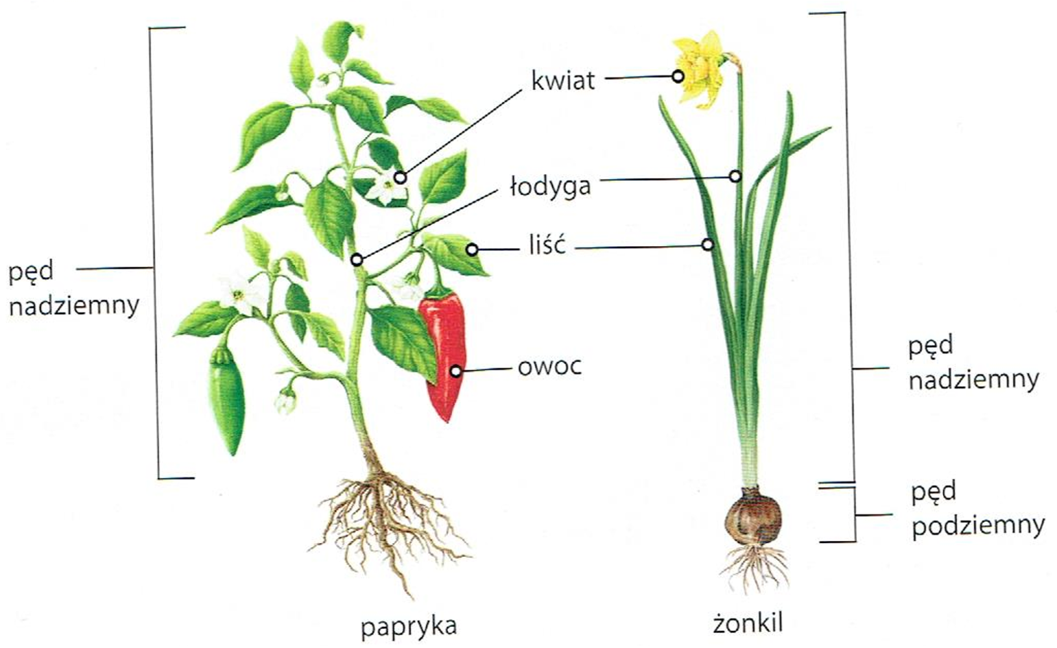 Okrytonasienne To Najliczniejsza I Najbardziej Zroznicowana Grupa Roslin Biologia klasa V: Okrytonasienne.