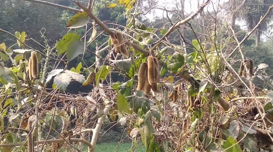 कौंच, केवांच या दाकुली एक उपयोगी जंगली औषधीय पौधा है, Kaunch or Velvet Bean a useful Medicinal Plant, Kaunch ki Sabji, Kaunch aushadhiya paudha