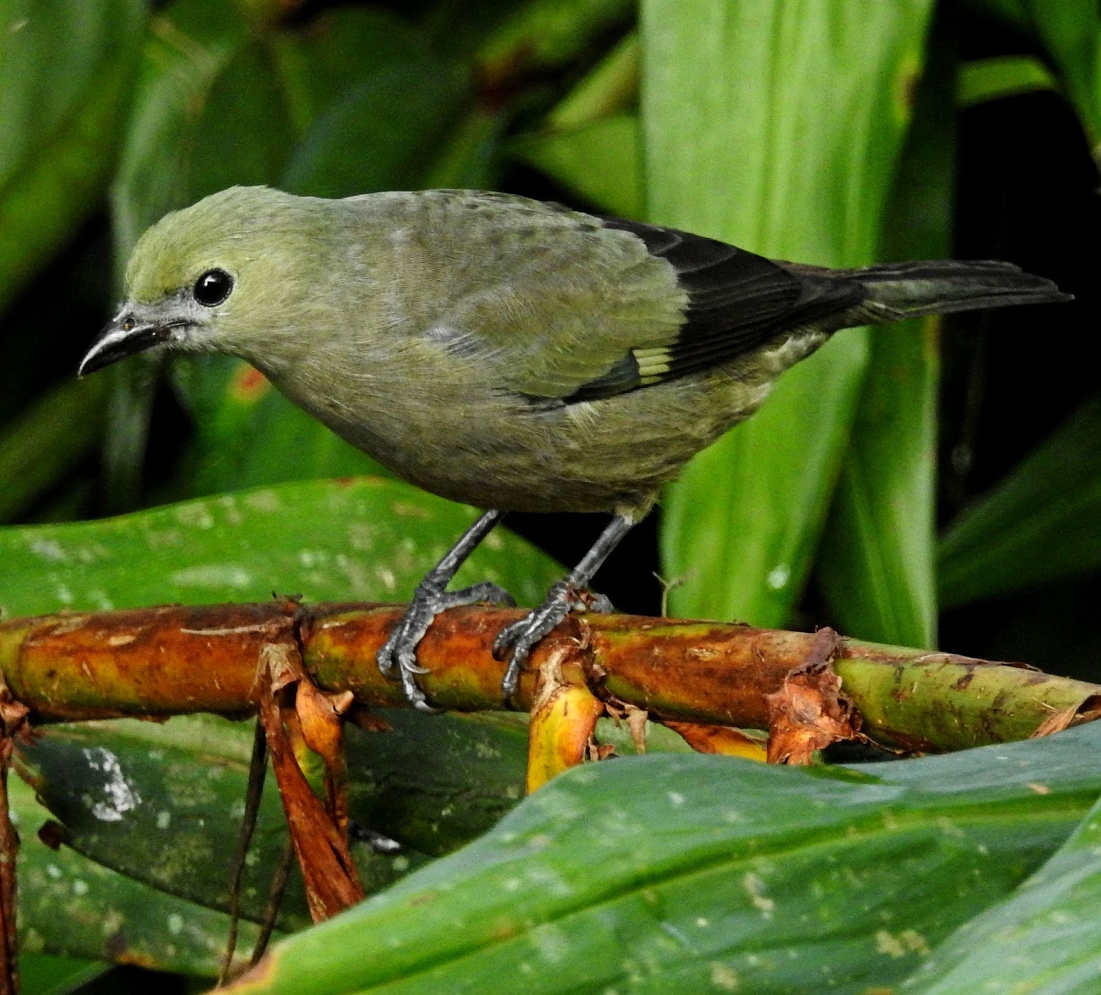 Die Bekanntesten Serienmörder