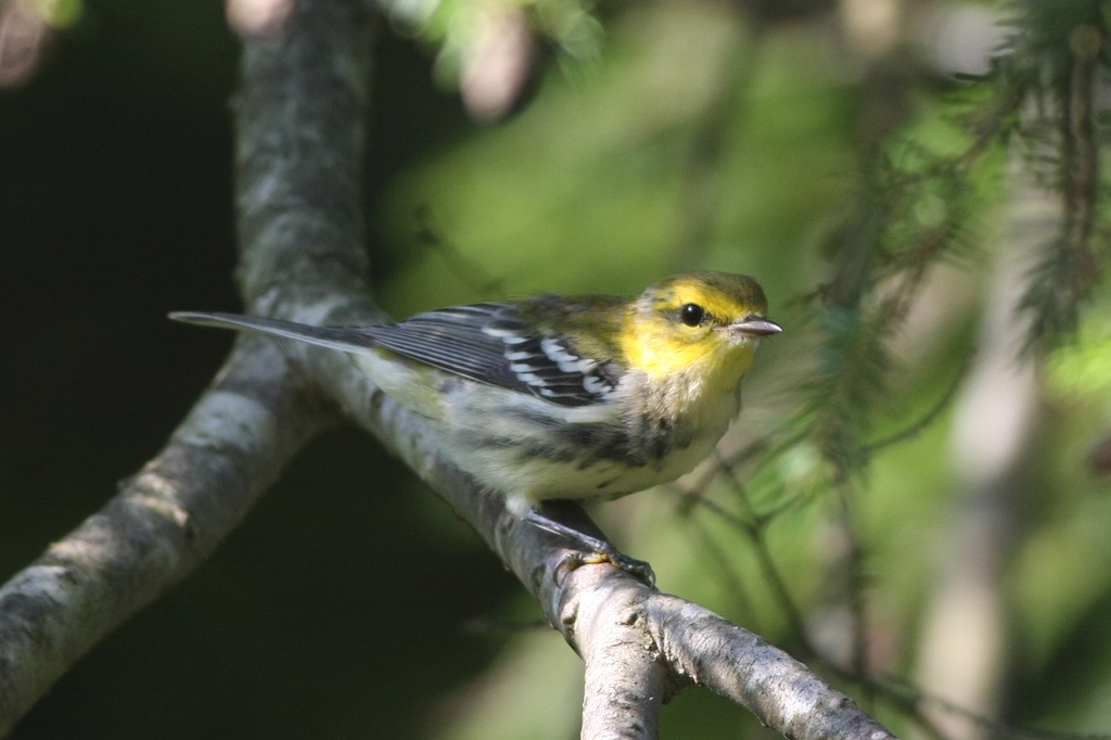 SuchnSuch Bird Blog Cornell Young Birders' Event July 1922