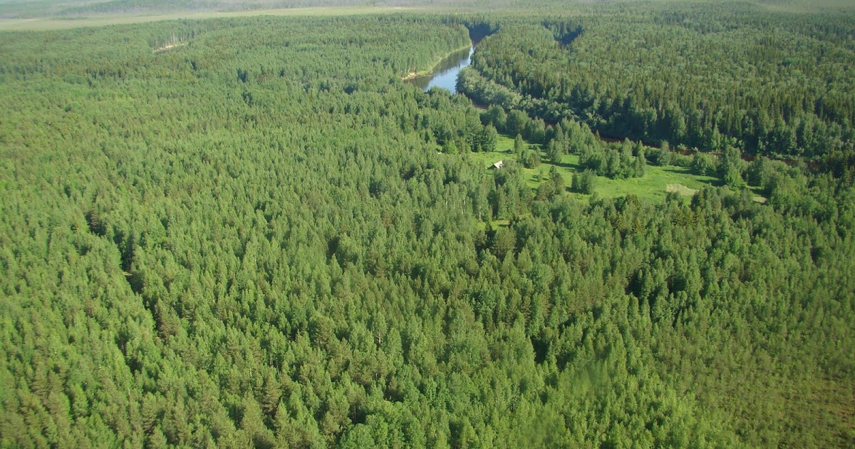 Зеленое море тайги Зеленое море тайги