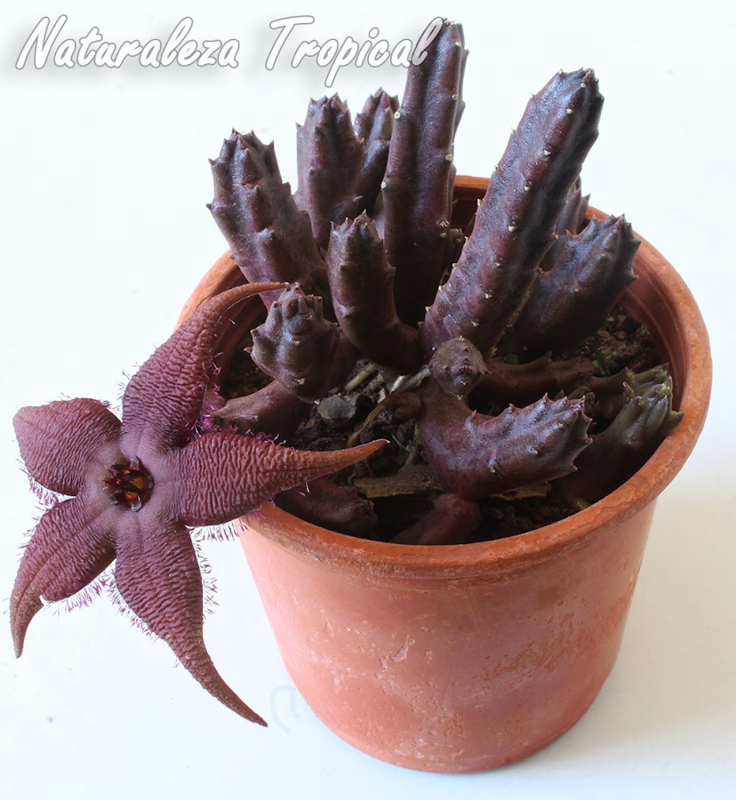 Vista de la planta suculenta Stapelia schinzii var. angolensis en plena floración