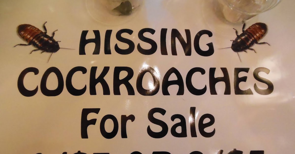 Living Rootless Birmingham, AL Roaches