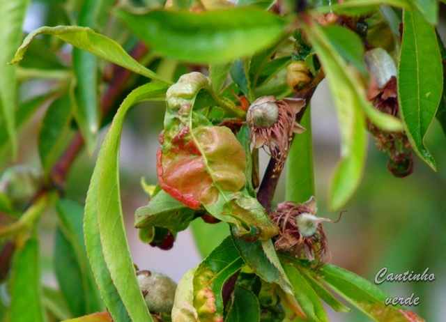 Lepra dos pessegueiros  (Taphrina deformans)  Cantinho verde  horta