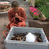 Monks Purchase Hundreds Of Live Lobsters And Release Them To The Ocean