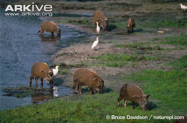 Red river hog