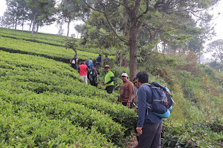Photo of Among the Gaurs at Kotagiri 17/71 by Balachandra