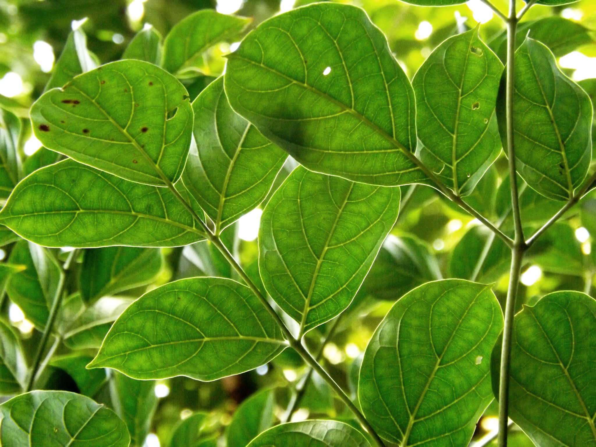 Kanaidinga or Indian trumpet flower, Oroxylum indicum