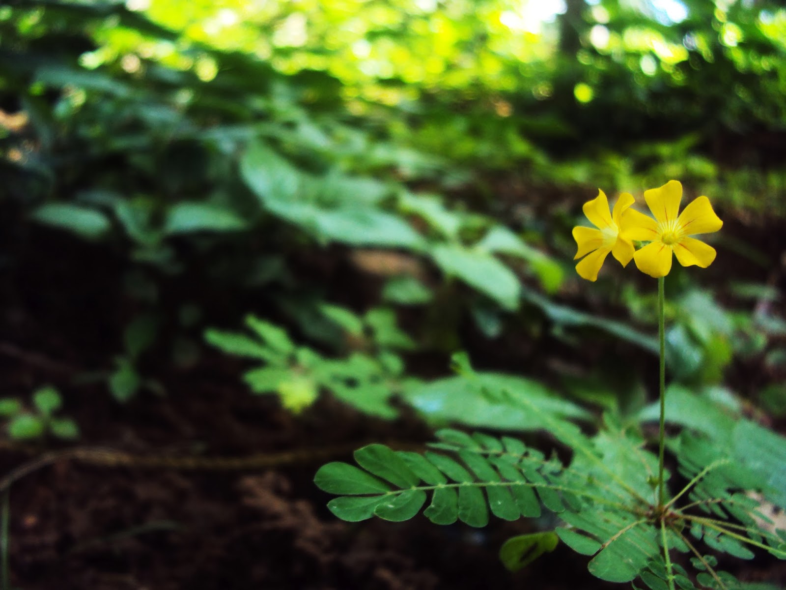 top hosting squad Popular flowers of Kerala