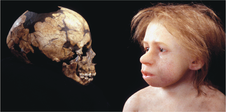 Facial Reconstruction From Skull 35