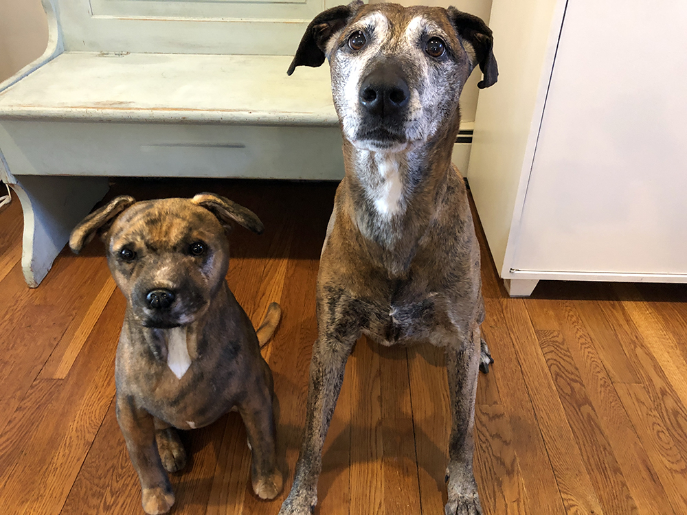 {review} Layla's Cuddle Clone; Ordering Process Closet Fashionista